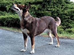 犬を家族に迎える前に